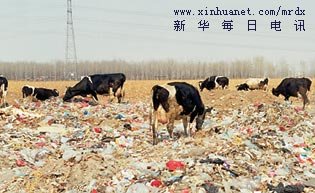 北京昌平区小汤山镇官牛坊，附近奶牛养殖场的奶牛每天都在垃圾堆上觅食。王久良摄